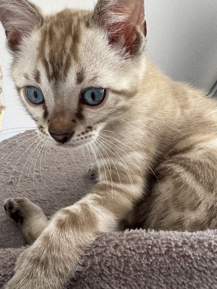 Sprzedam kotke Bengalska Snow Mink