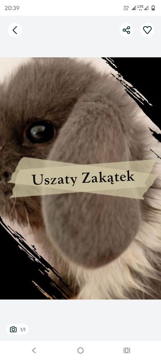 Legalna hodowla! Szczepienia! Odrobaczenie! Czip! Itp. mini lop Teddy