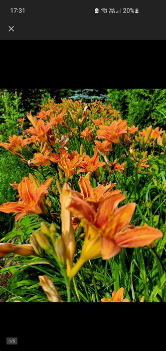 Liliowce rdzawe 100szt