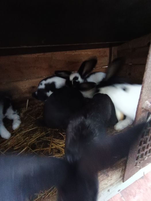 Króliki czystej rasy srokacz niemiecki