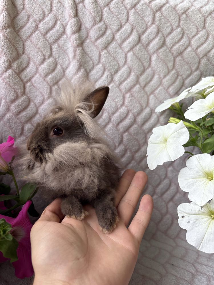 Karzełek Teddy , króliki miniturki , mini lop