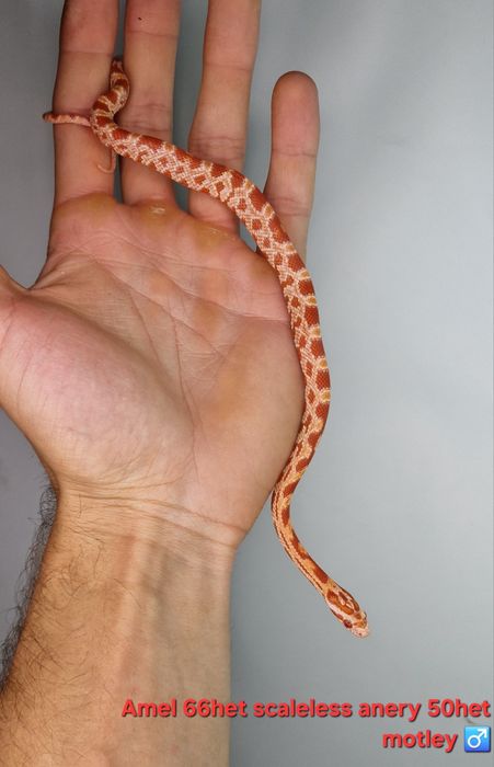 Waz zbożowy węże samce I samiczki het scaleless