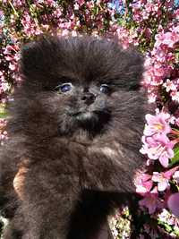 Sunia  Cudowna sunia szpic pomeranian