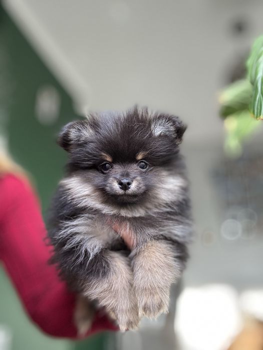Piesek black tan szpic miniaturowy pomeranian