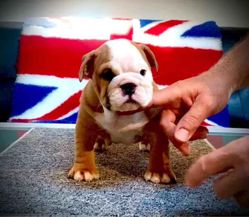 Suczka nr 2 buldog angielski FCI