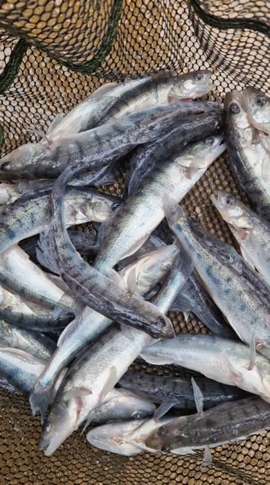 Sandacz kroczek 17-21 cm inne Karp Jesiotr lin Karaś Tołpyga Pstrąg