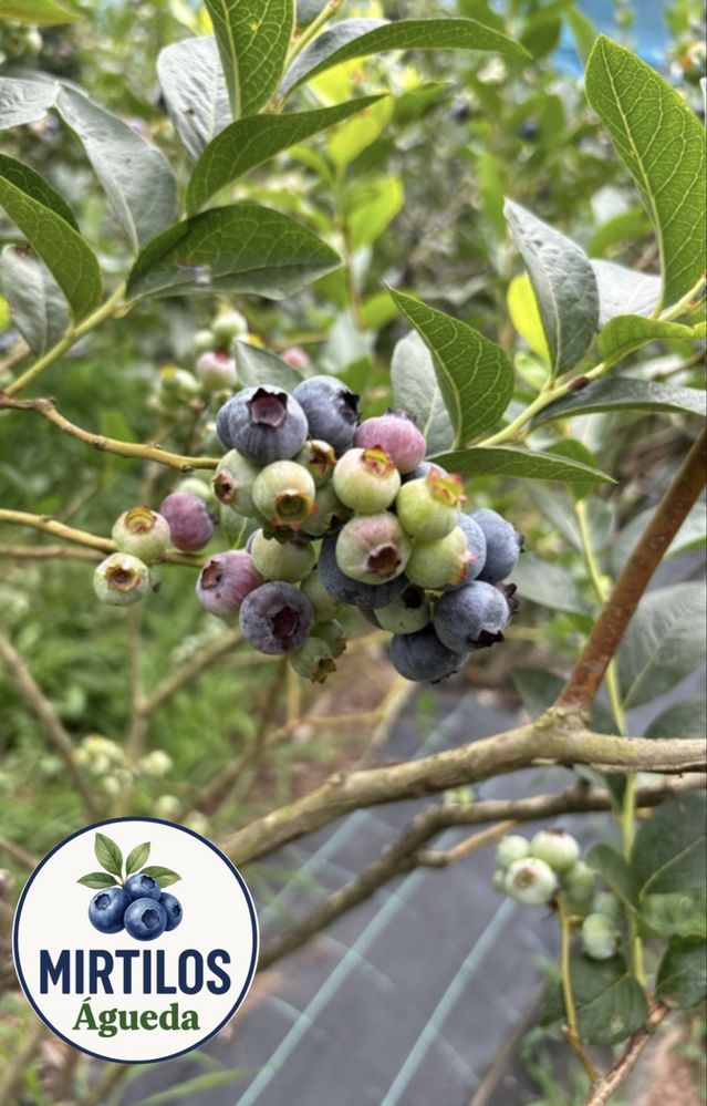 Mirtilos Frescos – 6€/kg