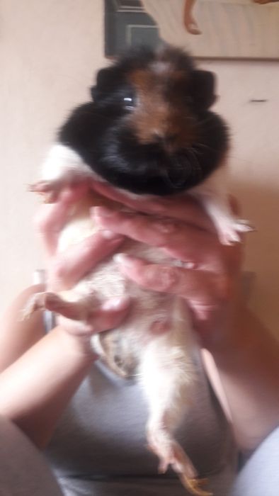 sprzedam swinke morska