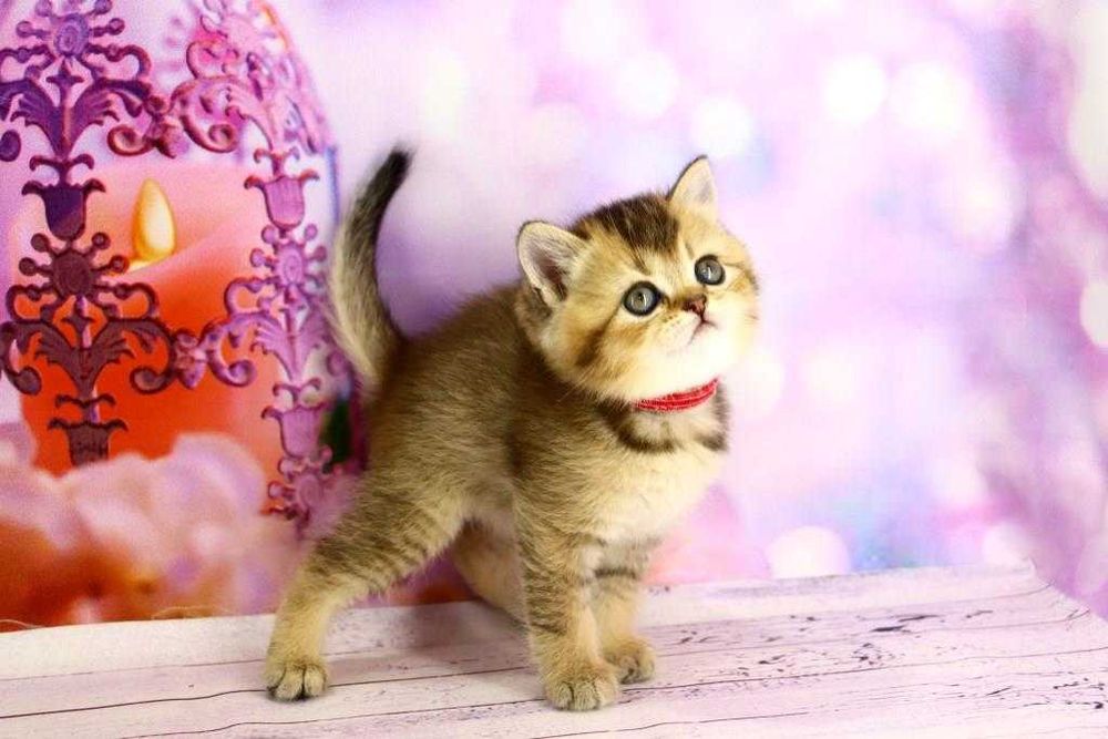 Очень красивый шотландский прямоухий котик