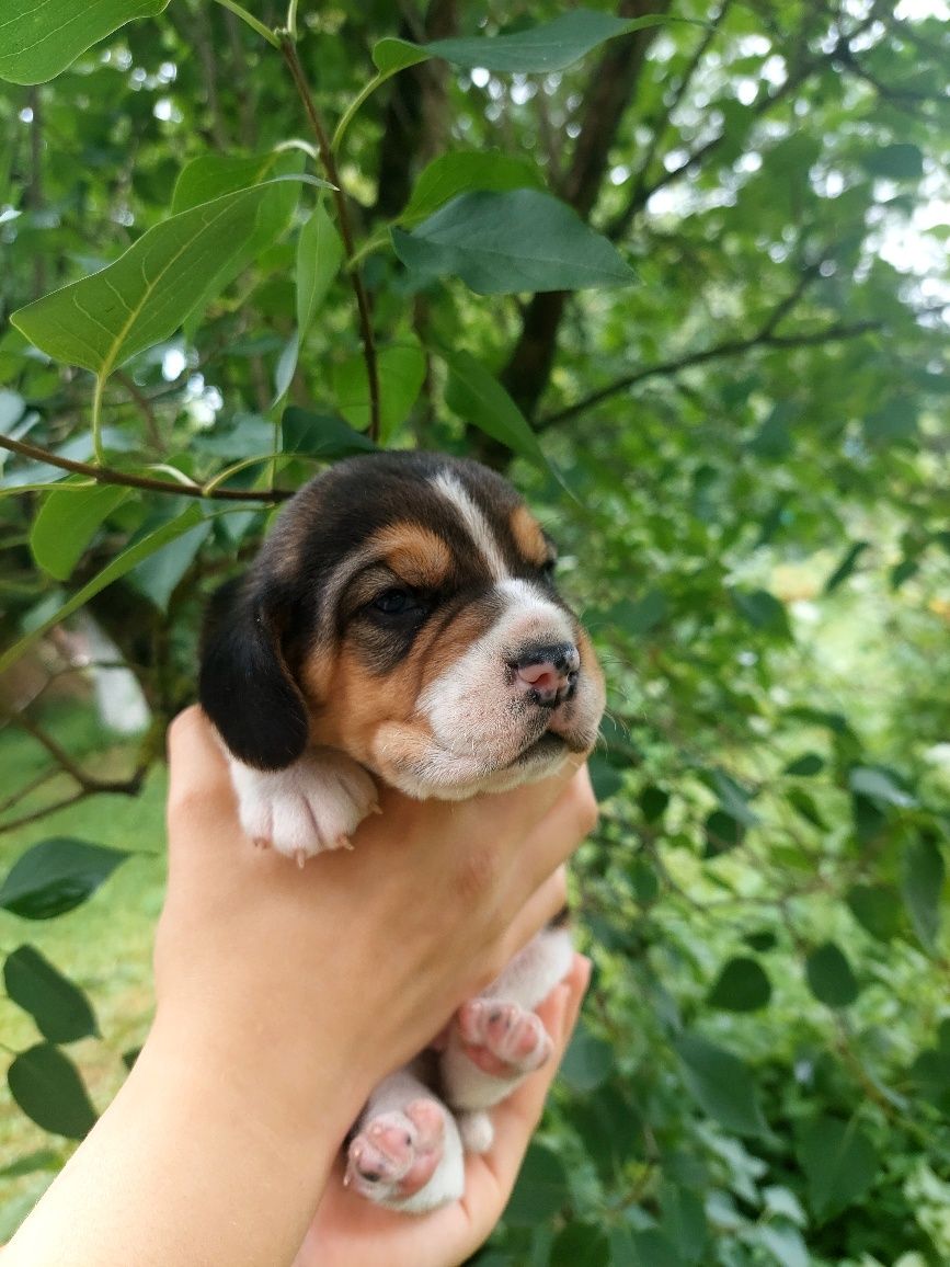 Piesek rasy beagle do rezerwacji