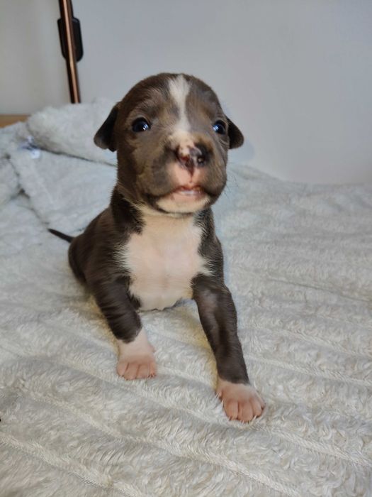 American Staffordshire Terrier - hodowla Błękitny z Kujaw - PIESEK 1