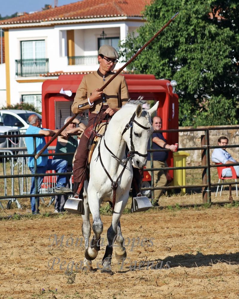 Cavalo cruzado com 14 anos