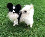 Papillon, Spaniel kontynentalny, reproduktor