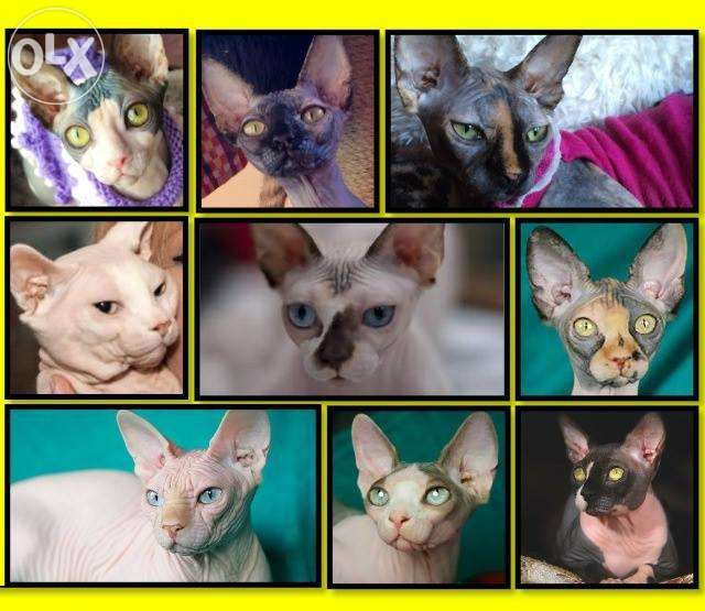 Wolny • Sphynx • hodowla W-wa & Sosnowiec (pomoc w Transpprcie)