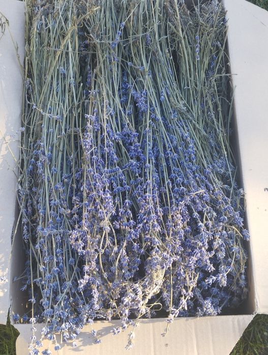 1 kg suszonej lawendy z łodygami