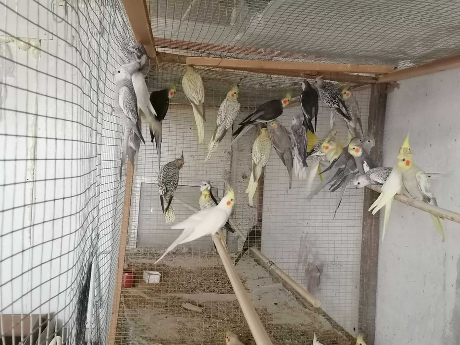 Vendo caturras de qualidade garantida