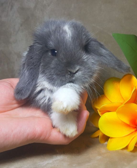 Карликовый мини кролик,карликові міні кролики,Вислоухий баранчик