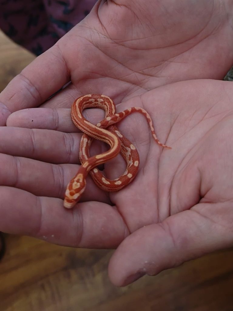 Wąż zbożowy Węże zbożowe