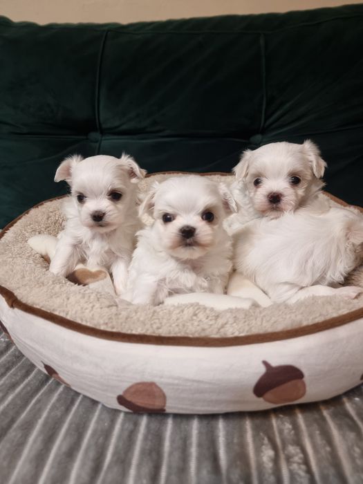 Maltańczyk szczeniak