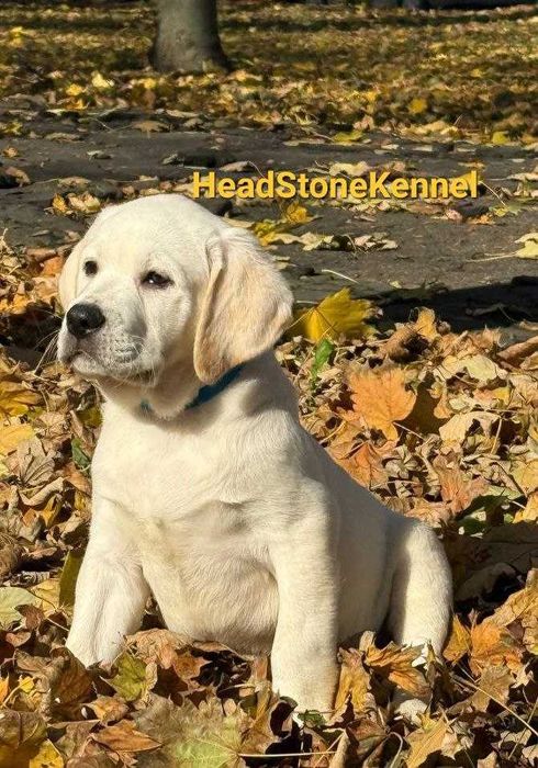 Щенки Лабрадора ретривера