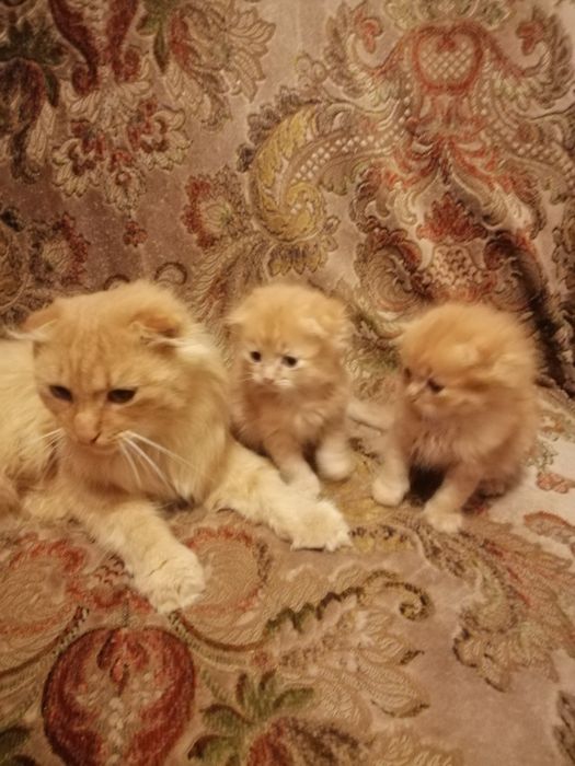 Кошенята руді вислоухі