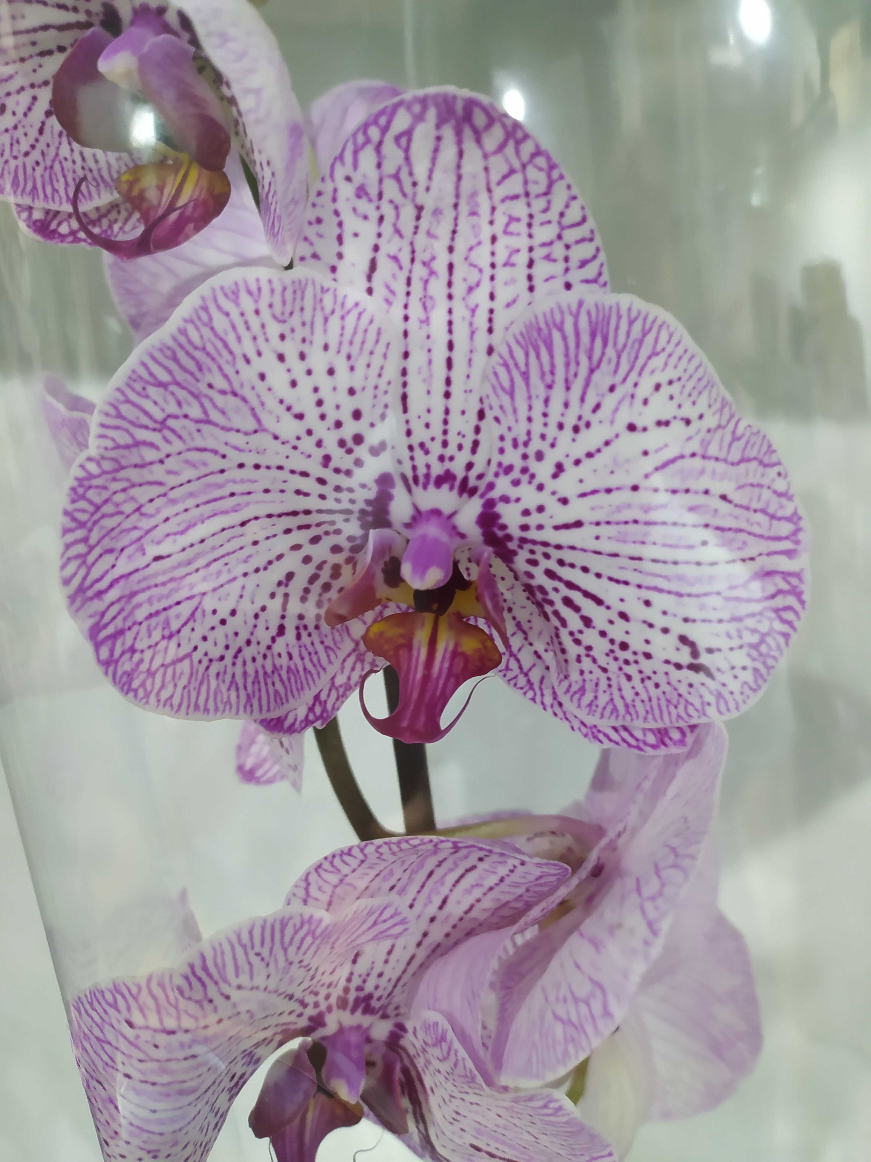 Орхідеї фаленопсиси