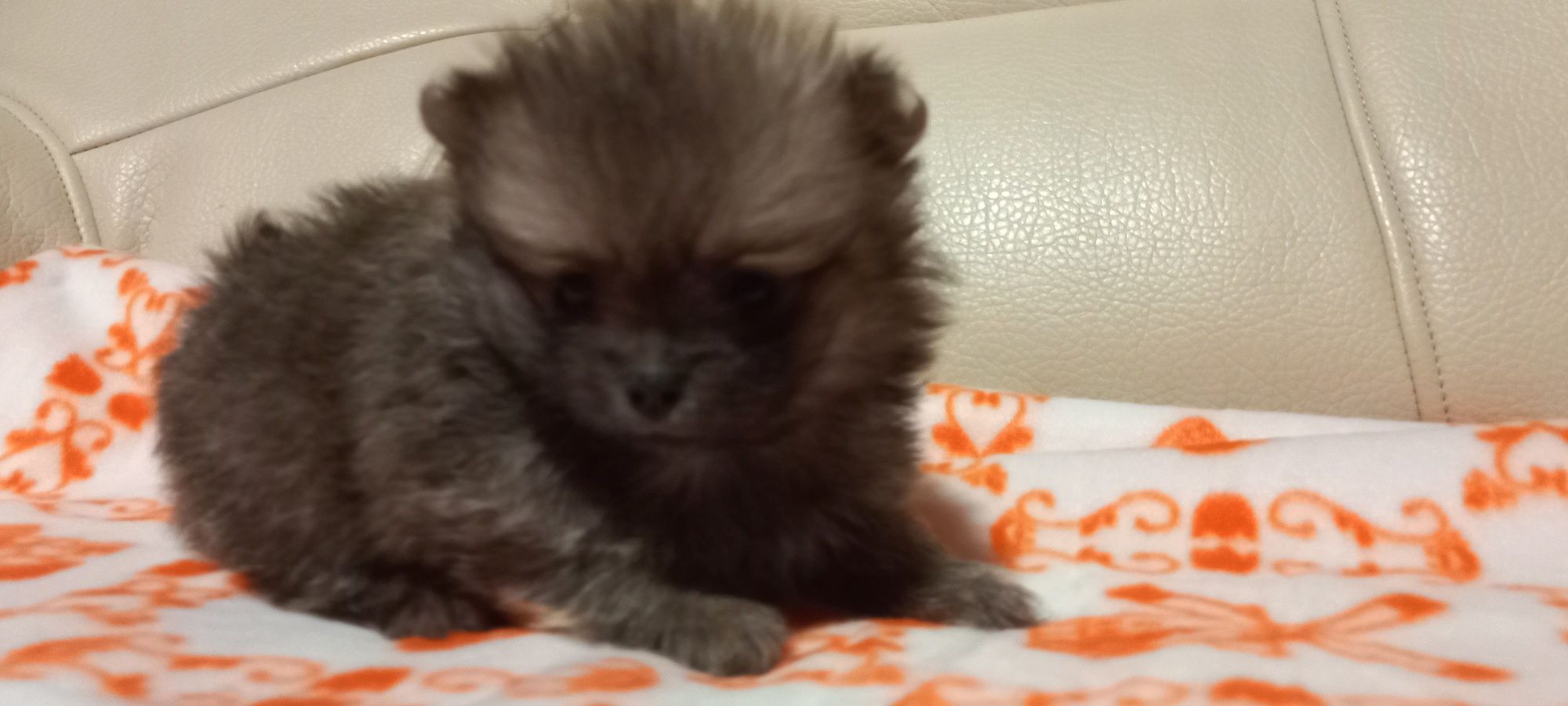 Szpic Pomeranian miniatura piesek