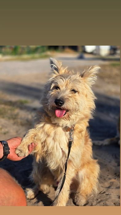 Отдам терьеристого пса компаньона, кобель, 3 года, кастрирован, привит