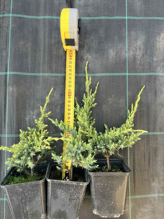 Туя Смарагд,Ялівець,ЯлинкаКоніка,Декоративні рослини