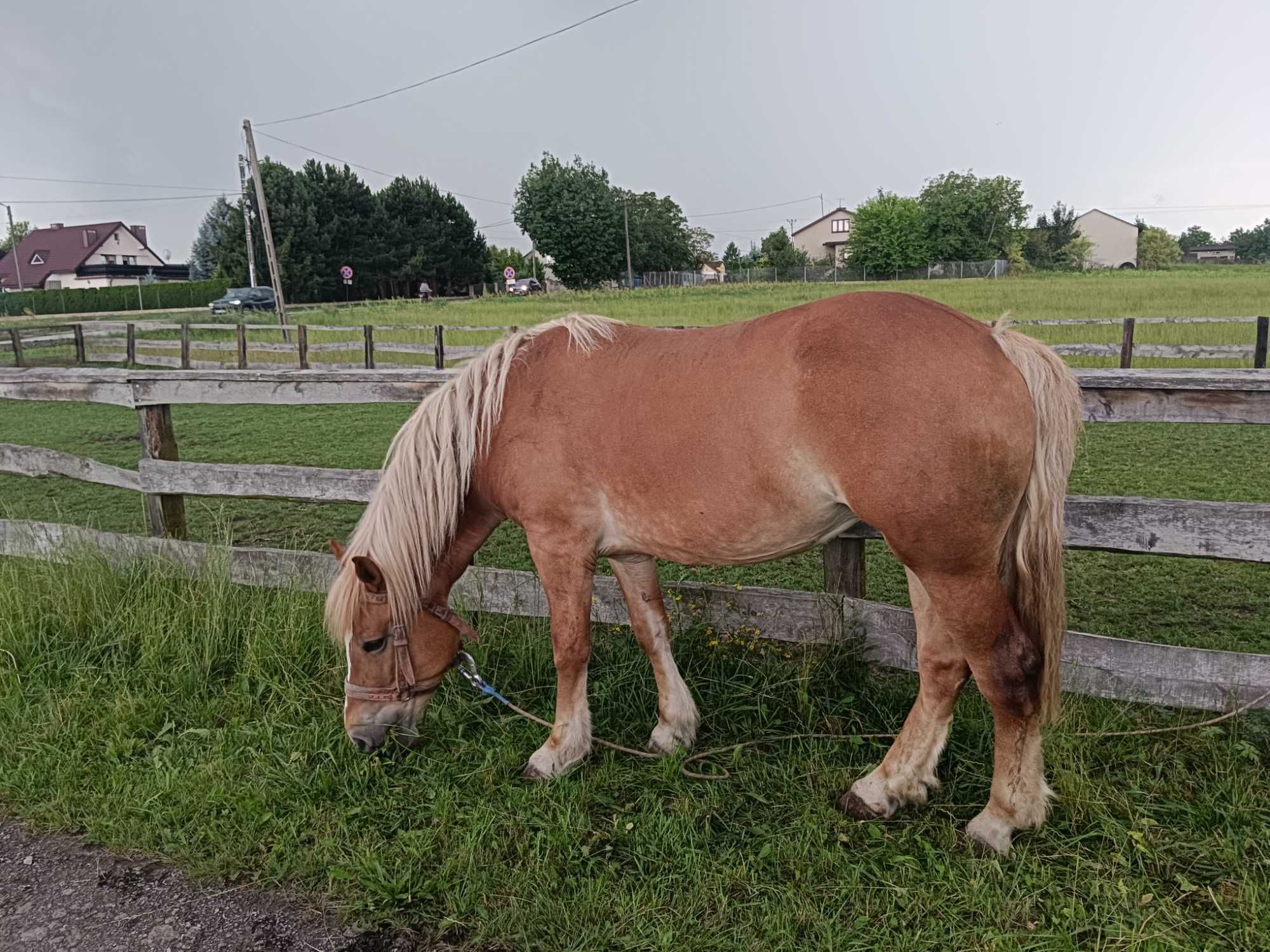 Klacz zimnokrwista koń ogierek
