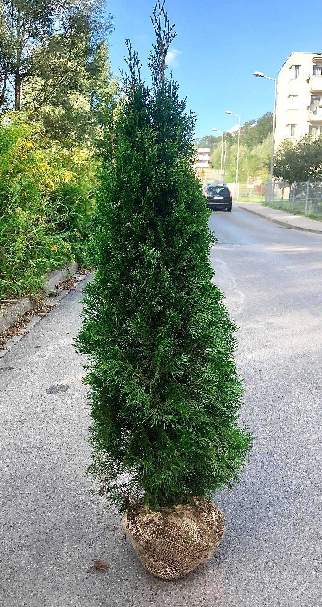 Tuja szmaragd, tuje od 80 do 250 cm! Thuja brabant do 270!