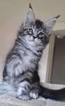 Srebrzysta Maine Coon - będzie duża :-)