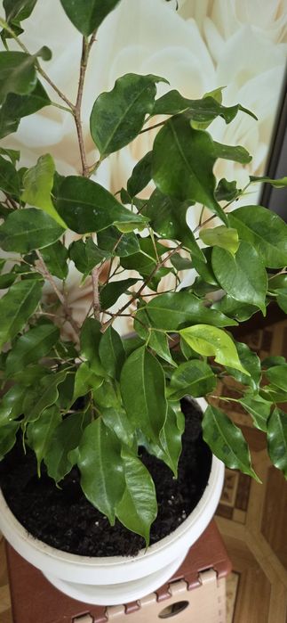 Фикус Голоден монік