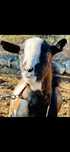 Vendo cabra micro Anã e cabrito anao