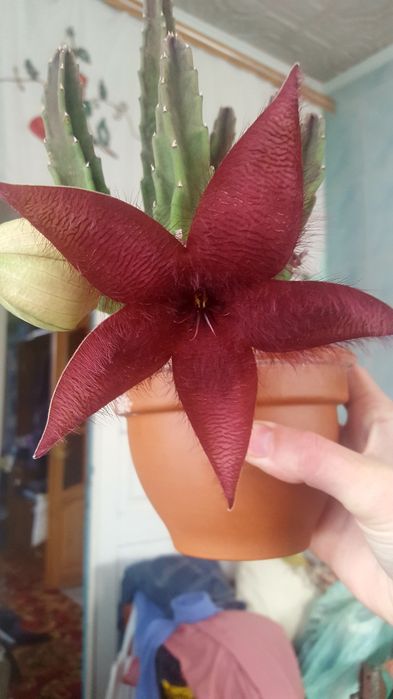 Стапелія грандіфлора