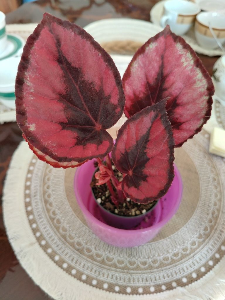 Sansevieria sansewieria Moonshine różne wielkości Spiral Star