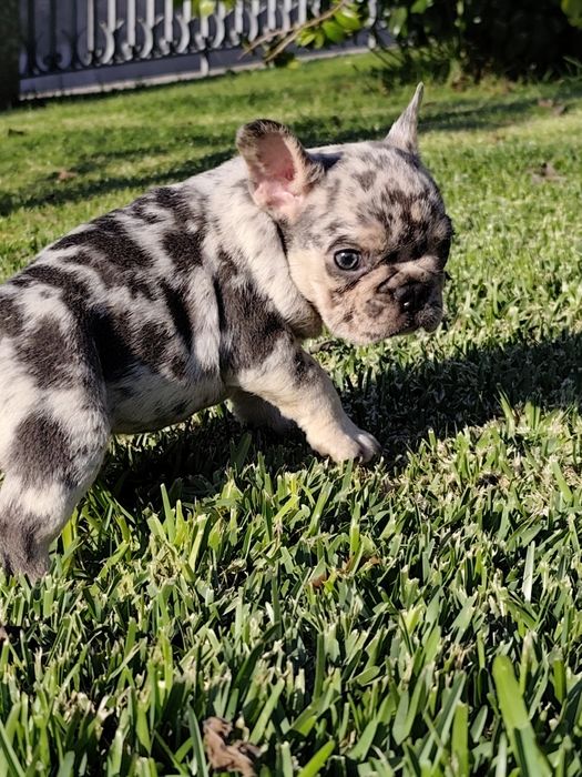 Bulldog creme femea