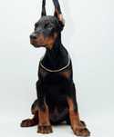 Szczeniak Doberman FCI