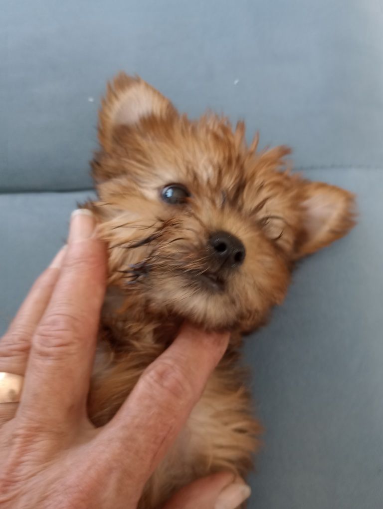 Yorkshire  terrier miniaturka   stalowo -złoty piesek
