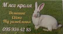Домашній кролик .
