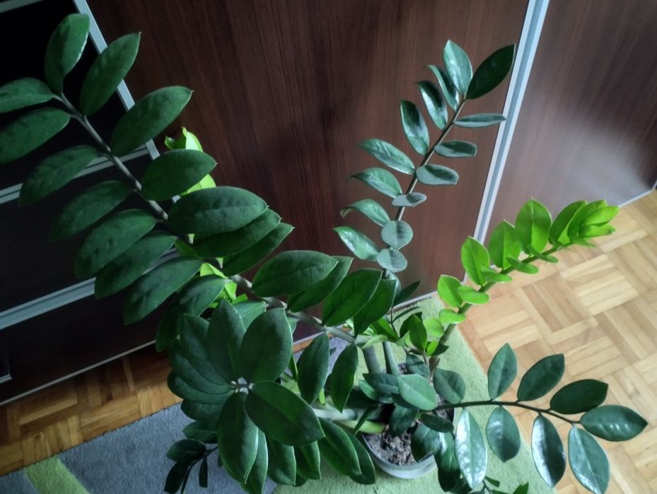 Piękny duży Zamiokulkas około 70 cm