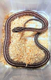 Wąż Zbożowy Pantherophis guttatus - Tessera Anery
 - Sklep Zoologiczny