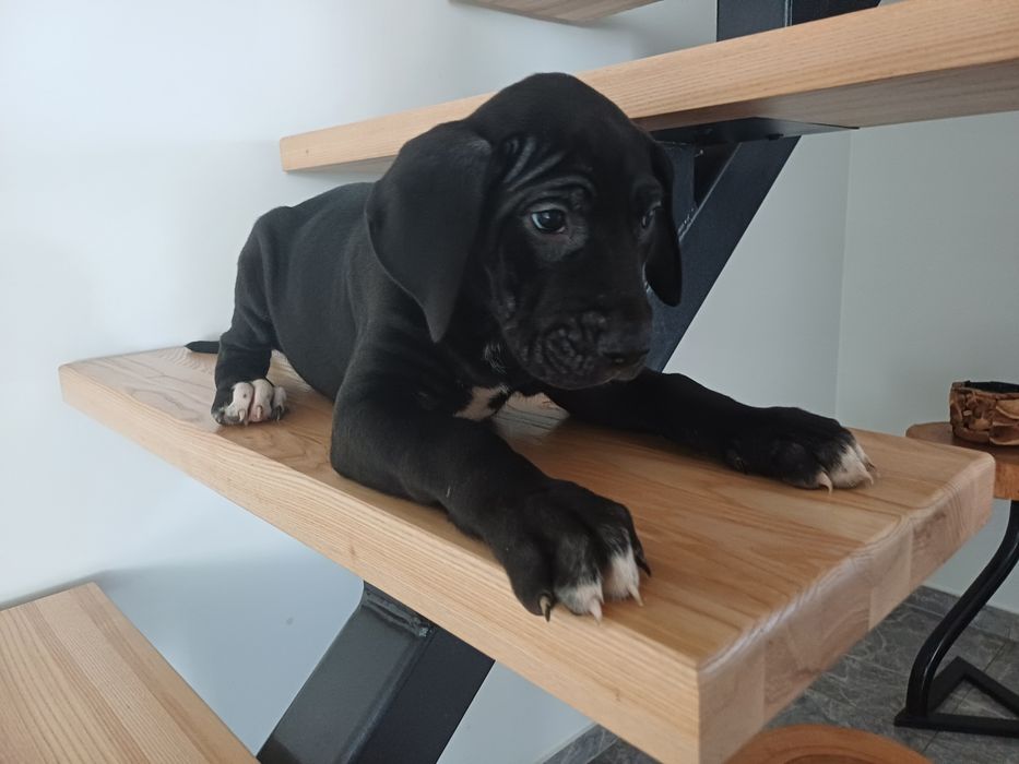 Suczka Dog Niemiecki