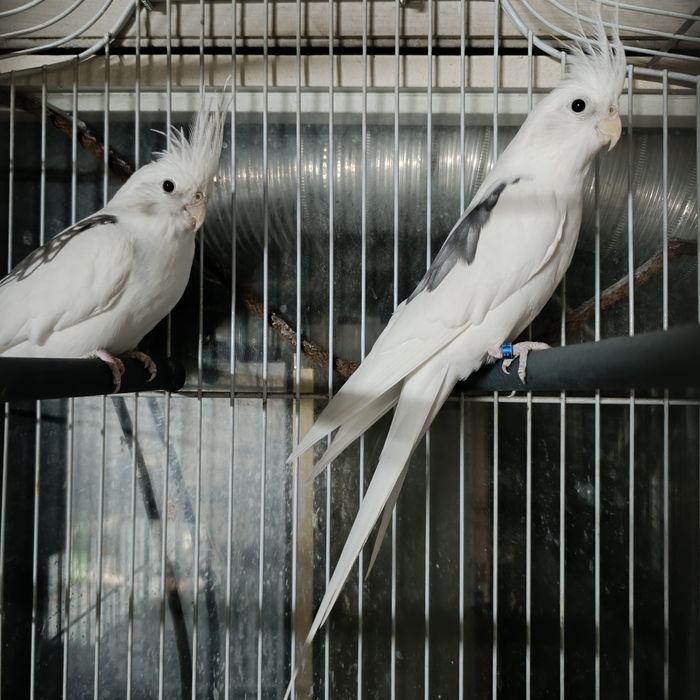 Caturras e gaiola, tudo junto.