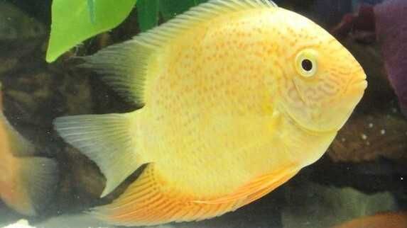 Pielęgnica severum red spoted