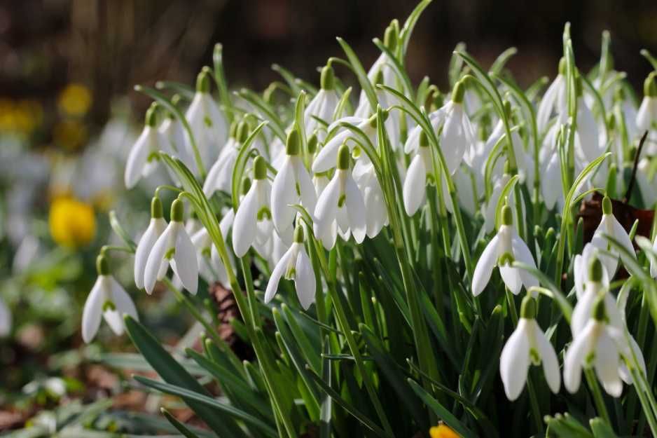 Śnieżyczka Przebiśnieg cebulki 100 szt Cebule Kwiatów Galanthus Nivali