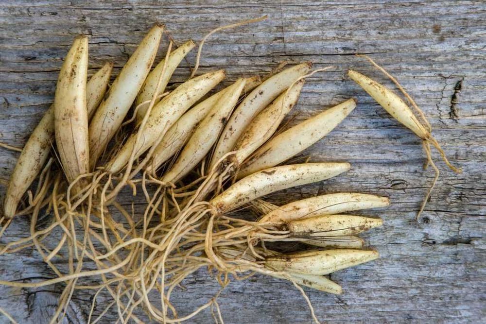 | 100szt PAKIET | PRODUCENT Czosnek niedźwiedzi sadzonki cebulki..