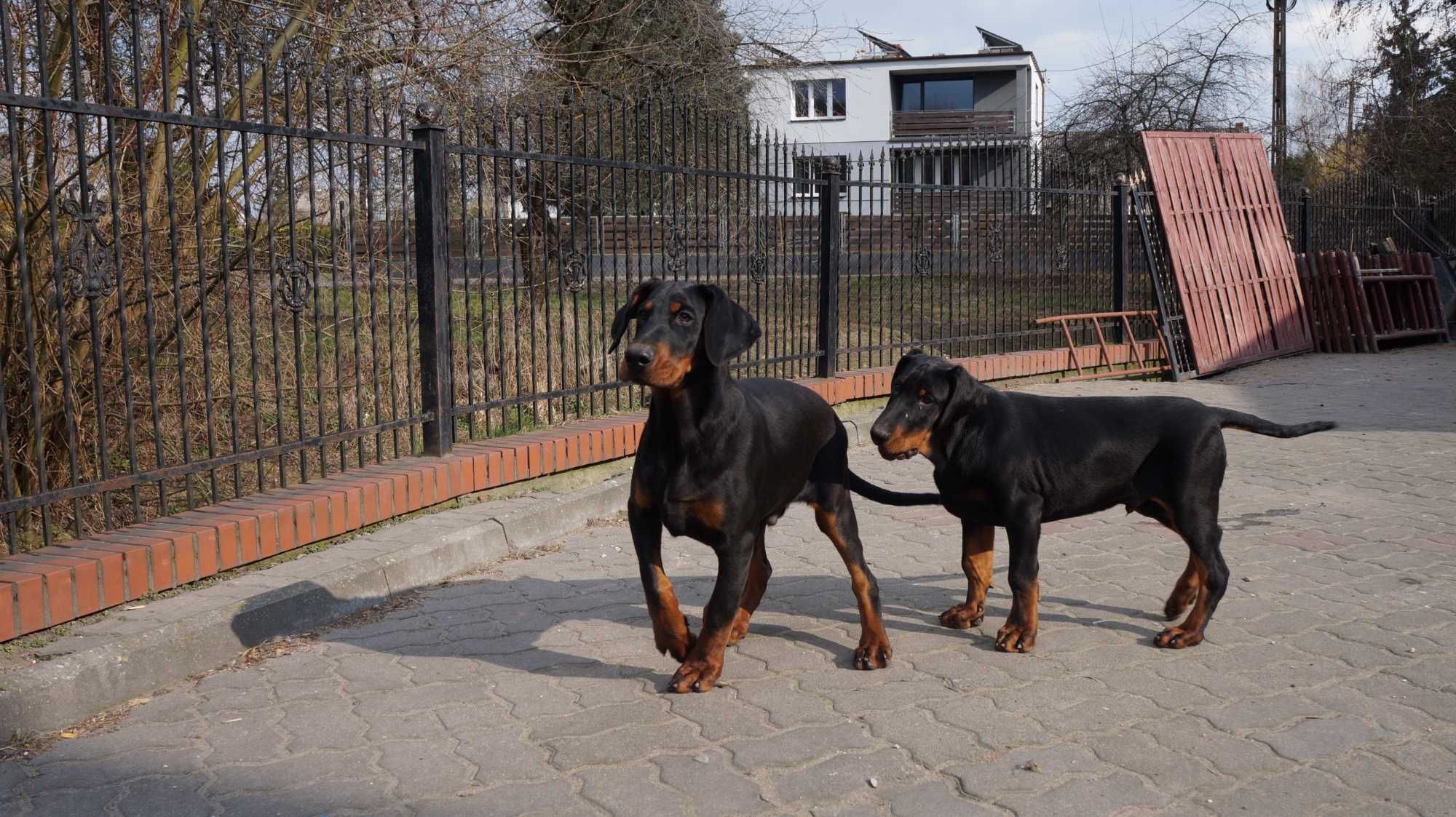 szczeniak doberman