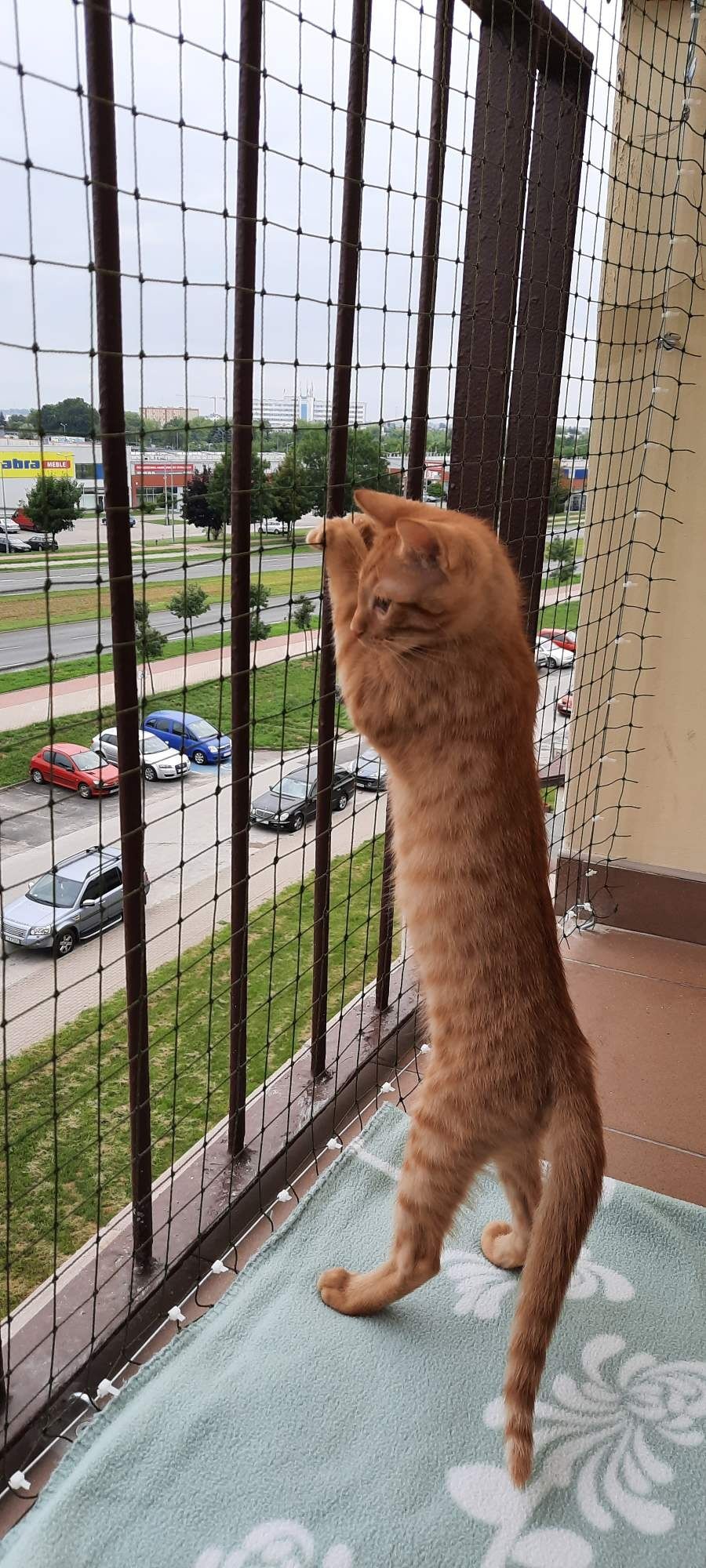 Montaż siatka na balkon koty