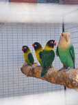 Agapornis roseicollis e personatas 2024